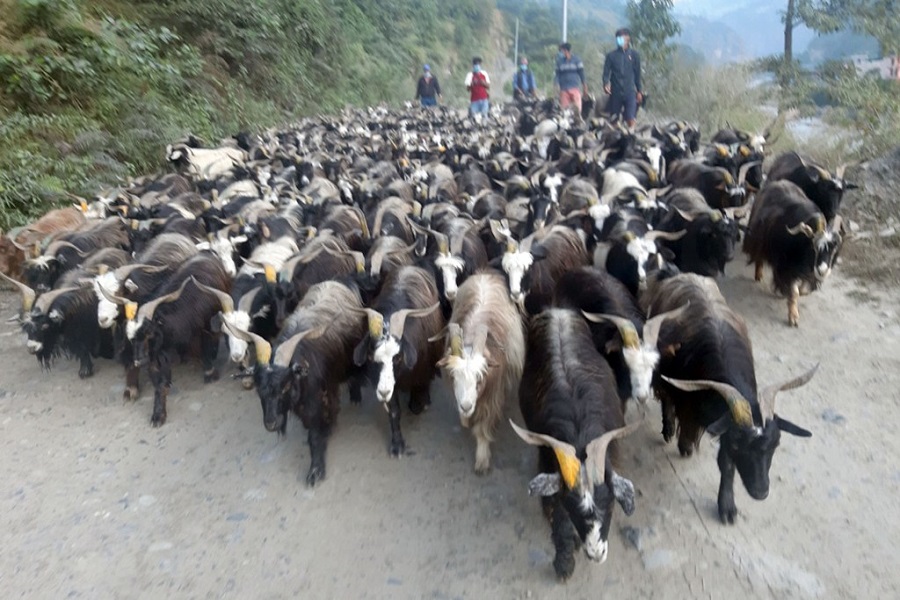 कर्णालीमा खसी बोकाबाट तीन अर्ब २४ करोड बराबरको आम्दानी